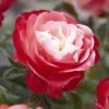 'Nostalgia' Hybrid Tea Rose -Plant Specialty Store visi130699 notalgia