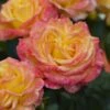 'Tequila Sunrise' Hybrid Tea Rose -Plant Specialty Store visi131162 tequila sunrise