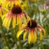 Echinacea 'Parrot'