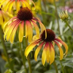 Echinacea 'Parrot'