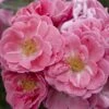'Flirt 2011' Patio Shrub Rose -Plant Specialty Store visi131583 flirt 2011
