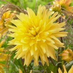 Dahlia Gelber Vulcan