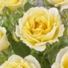 'Joyful Celebration' Hybrid Tea Rose -Plant Specialty Store visi163643 joyful celebration