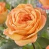 'Better Times ' Hybrid Tea Rose -Plant Specialty Store visi163648 better times