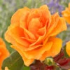 'Palace Fleur' Patio Shrub Rose -Plant Specialty Store visi163662 palace fleur