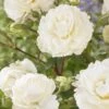 'Pearl Celebration' Hybrid Tea Rose -Plant Specialty Store visi163673 pearl celebration