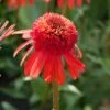 Echinacea 'Carrot Cake' -Plant Specialty Store visi164441 cake 7d4d3c7e 7e87 4437 99f6 23403538859d