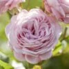 'Prince Jardinier' Floribunda Rose -Plant Specialty Store visi176404 prince jardinier