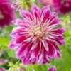 Dahlia 'Purple Explosion' -Plant Specialty Store visi178379 purple explosion