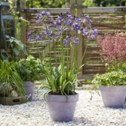 Agapanthus 'Poppin Purple' | 3L -Plant Specialty Store visi184557
