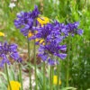 Agapanthus 'Navy Blue' | 3L -Plant Specialty Store visi184776 9826ea49 ae88 468b 9b7a 17f4b41379c9