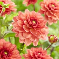 Dahlia 'Orange Girl' -Plant Specialty Store visi185618