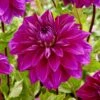 Dahlia 'Thomas Edison'
