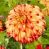 Dahlia Lady Darlene -Plant Specialty Store visi200659 darlene 8a875447 38b5 4e0c 9324 bfdd45ff83f2