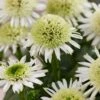 Echinacea 'Delicious Nougat' -Plant Specialty Store visi206921 nougat db6b19be 1999 4610 afc5 fcc17b1f1af8