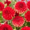 Dahlia 'Garden Wonder' -Plant Specialty Store visi208037 garden wonder