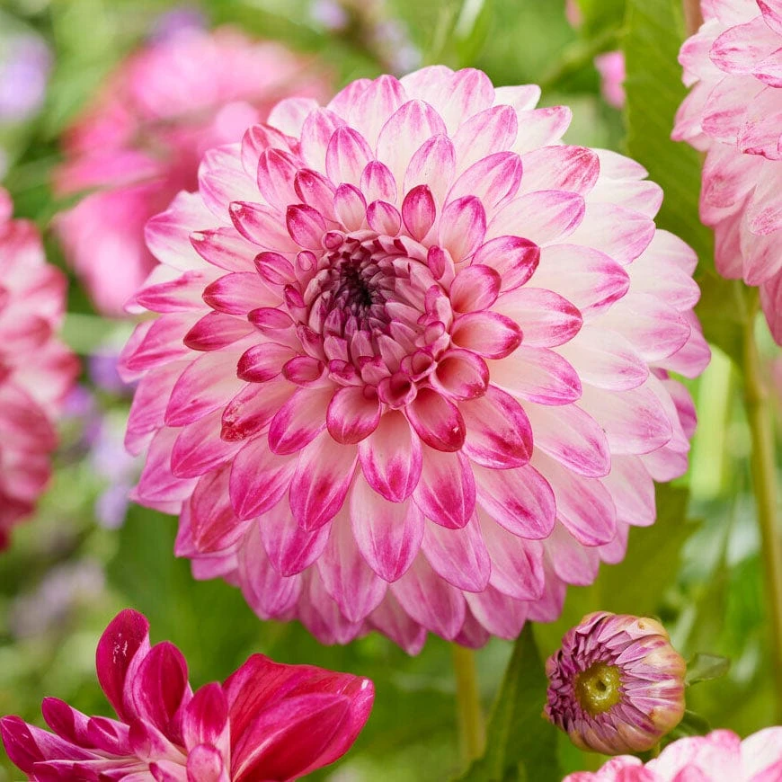 Dahlia Caproz Pizzazz 3 Dahlia Caproz Pizzazz