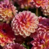 Dahlia 'Pacific View' -Plant Specialty Store visi208416 pacific view
