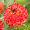 Dahlia Icoon 1 Dahlia Icoon -Plant Specialty Store visi208438 icoon cca9747a b568 46ae 972b da0952017367