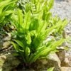 Hart's Tongue Fern | Phyllitis Scolopendrium -Plant Specialty Store visi213893