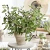 'Little Miss Figgy' Patio Fig Tree -Plant Specialty Store visi216802sq