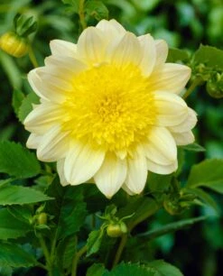 Dahlia 'Paso Doble' -Plant Specialty Store visi21985