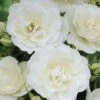 'Peter James Richardson' Floribunda Rose -Plant Specialty Store visi24135 peter james