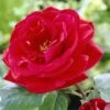 'Lucky Charm' Hybrid Tea Rose -Plant Specialty Store visi24142 lucky charm