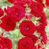 'Dwarf Fairy' Patio Shrub Rose -Plant Specialty Store visi25887 dwarf fairy
