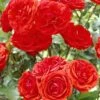 'Trumpeter' Floribunda Rose -Plant Specialty Store visi25890 trumpeter