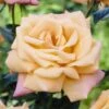 'Niceday' Patio Climbing Rose -Plant Specialty Store visi25908 nice day