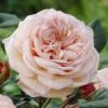 'It's A Wonderful Life' Floribunda Rose -Plant Specialty Store visi28368 wonderful life