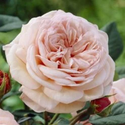 'It's A Wonderful Life' Floribunda Rose