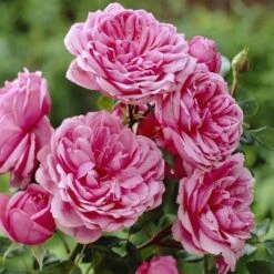'Soul' Shrub Rose