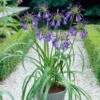 Agapanthus 'Purple Heart' | 3L -Plant Specialty Store visi28675