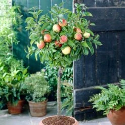 'Discovery' Semi-Dwarf Apple Tree -Plant Specialty Store visi28809 discovery