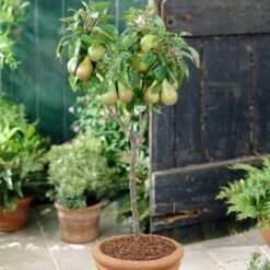 Award Winning Patio Fruit Tree Collection | Cherry, Pear & Plum | Growers' Choice -Plant Specialty Store visi28811