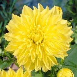 Dahlia Kelvin Floodlight