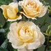 'Queen Bee' Floribunda Rose -Plant Specialty Store visi34976 queen bee