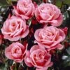 'Nautica' Floribunda Rose -Plant Specialty Store visi35141 nautica