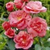 'Secret Smile' Floribunda Rose