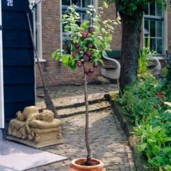 Award Winning Patio Fruit Tree Collection | Cherry, Pear & Plum | Growers' Choice -Plant Specialty Store visi35980 victoria
