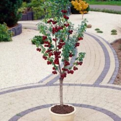 Award Winning Patio Fruit Tree Collection | Cherry, Pear & Plum | Growers' Choice -Plant Specialty Store visi35989