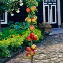 James Grieve Apple Tree | Dwarf Rootstock -Plant Specialty Store visi35996
