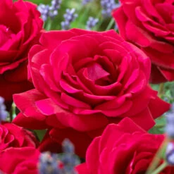 'Parade Karla' Patio Shrub Rose -Plant Specialty Store visi36032 karla