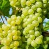 'Chardonnay' Grape Vine -Plant Specialty Store vitischardonnay1