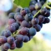 'Pinot Noir' Grape Vine | Outdoor -Plant Specialty Store vitispinot1