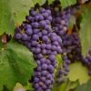 'Regent' Grape Vine -Plant Specialty Store vitisregent1