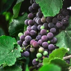 Plant Specialty Store -Plant Specialty Store vitisstrawberry2