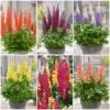 West Country Lupin Collection -Plant Specialty Store westcountrylupincol 1